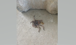 Hatay’da Tarantula Alarmı!