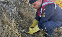 Burdur'da yaralı boz şahini jandarma ekipleri kurtardı