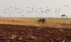 Yağışların gecikmesi Şanlıurfa'da hububat ekim takvimini değiştirdi