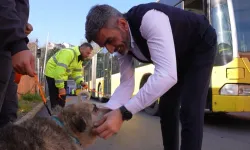 İstanbul İETT'nin patili ailesi büyüyor