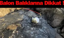 Balon Balıklarına Dikkat !