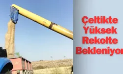 Çeltikte Yüksek Rekolte Bekleniyor