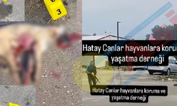 Hatay Kırıkhan’da İnfial Yaratan Görüntüler