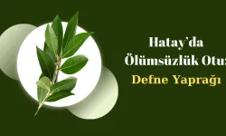 Hatay’da Ölümsüzlük Otu: Defne Yaprağı