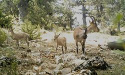 Burdur'da Karanlıkdere Kanyonu'na bırakılan yaban keçilerinin popülasyonu arttı