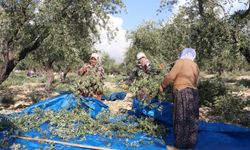 Kahramanmaraş'ta 24 bin 700 ton zeytin rekoltesi bekleniyor