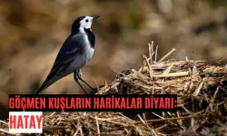 Hatay’ın Sulak Alanları: Kuşların Doğal Limanı