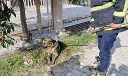 Hatay'da menfeze düşen köpek kurtarıldı