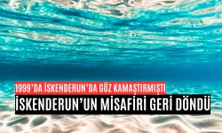 1999’da İskenderun’da Görülmüştü, Yeniden Ortaya Çıktı!