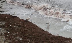 Tekirdağ'da poyraz nedeniyle sahilin bir kısmı kırmızı yosunla kaplandı