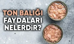 Ton Balığı Hakkında Merak Edilenler Bu Haberde!