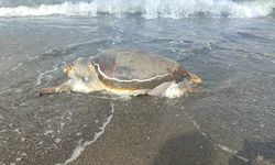 Hatay'da ölü caretta caretta sahile vurdu