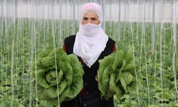 Erzincan’ın seralarında yetişen marulda hasat başladı