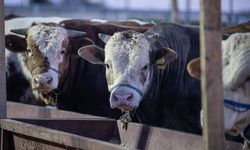 Hayvancılıkta Nakit Ödeme Dönemi Bitti