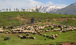 Güneydoğulu göçerler bir aylık zorlu yolculuğun ardından Muş'a ulaştı