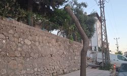 Antakya’da Ağaçlara Ne Oluyor?