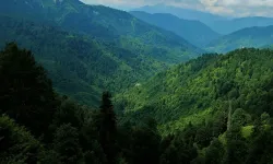 Hatay'da Bu Tarihe Kadar Ormanlara Giriş Yasak!