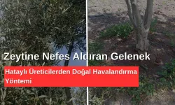 Zeytine Nefes Aldıran Gelenek: Hataylı Üreticilerden Doğal Havalandırma Yöntemi