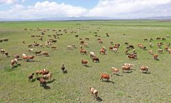 Kars'ın mera ve yaylalarından Türkiye'nin dört bir yanına kurbanlık gönderiliyor