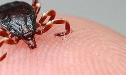 Hatay'da Aşırı Yağışlar Sonrası Kene Artışı!