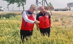 Hatay'da Kuraklık Buğdayı Etkiledi!