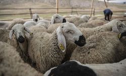 Hatay’da 2026 Kurbanlık Fiyatları Açıklandı