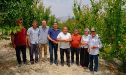 Mersin'de 63. Karacaoğlan Kayısı, Kültür ve Sanat Festivali 30 Mayıs'ta başlayacak