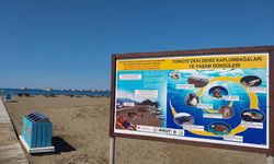Muğla'da İztuzu Plajı'ndaki caretta caretta yuva sayısı 10'a ulaştı