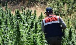 Jandarma Samandağ’da Kenevir Operasyonlarını Sürdürüyor!