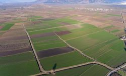 Hatay Amik Ovası’nda Bahar, Zararlılarla Savaşı Başlatıyor