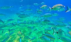 Fethiye'nin su altı dünyası dalış tutkunlarını ağırlıyor