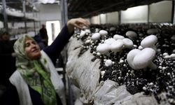 Gıda mühendisi oğlunun girişimiyle 53 yaşında mantar üreticisi oldu