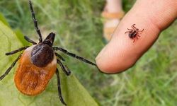 Yağışlar Ardından Uyarı Yapılmıştı: Kene Isırığı Bir Genci Hayattan Kopardı!