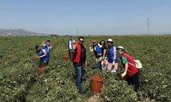 Aydınlı gençlerden domates toplayan işçilere destek