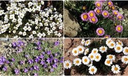 Süphan Dağı'nın yüksek kesimlerinde rengarenk çiçekler açtı