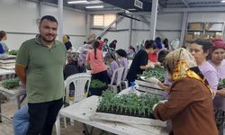 Kumluca'da 100 milyon fide toprakla buluştu