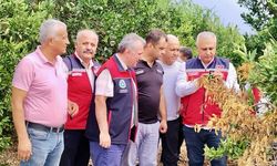 Hatay'da Akdeniz Meyve Sineğine Karşı Mücadele Başladı!