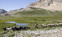Tunceli yaylalarında zorluklara göğüs gerip doğal yöntemle peynir üretiyorlar
