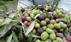 Hatay’da Zeytin Hasadı Ne Zaman Başlıyor!