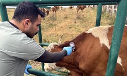 Hatay’da Şap Alarmı: Ağızda Köpük ve Salya Varsa Beklemeyin!