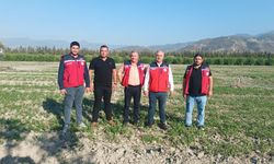 Türkiye’nin %63’lük Maydanoz İhtiyacı Arsuz’dan Karşılanıyor
