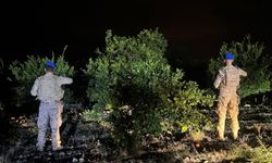 Hatay'da Narenciye Alarmı: Jandarma Bahçelerde Nöbette
