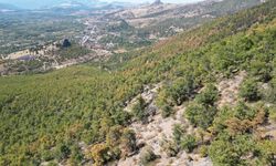 Hatay'da 440 Bin Hektar Ormanlık Alan İmara Açılıyor