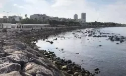 Bilim İnsanları Uyardı: İskenderun Körfezi Tehlikede!