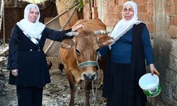 Batman'da mahalle sakinleri ineği ölen kadına destek için seferber oldu
