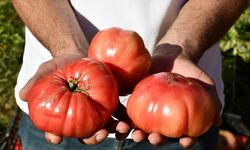 Tescilli Kozluk domatesi iriliğiyle göze, lezzetiyle damaklara hitap ediyor