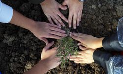 11 Kasım Milli Ağaçlandırma Günü'nde 'çifte rekor' kırıldı