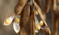 ABD ile Çin arasındaki görüşme soya fasulyesindeki stratejik önemi ortaya koydu