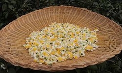 ÇAYMER, bu yıl 50 kilogram çiçek çayı üretti