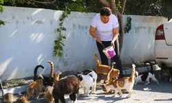 Hataylı Depremzede kadın, sahipsiz kedilere kucak açtı